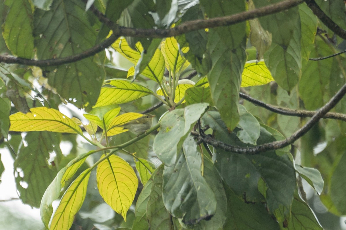 Davison's Leaf Warbler - ML637604675