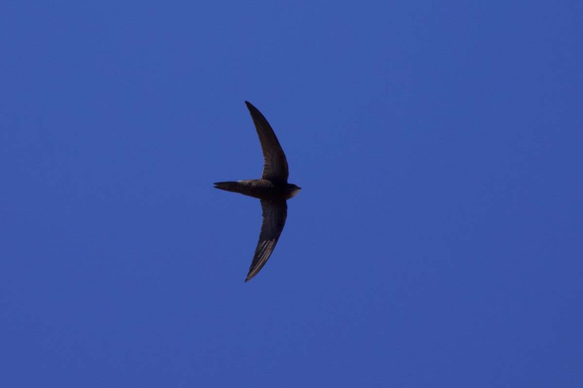 Common Swift - ML637604719