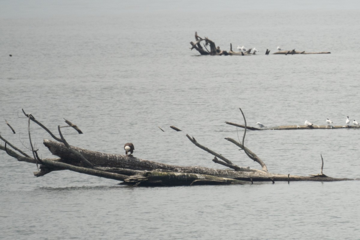 Bald Eagle - ML637604723