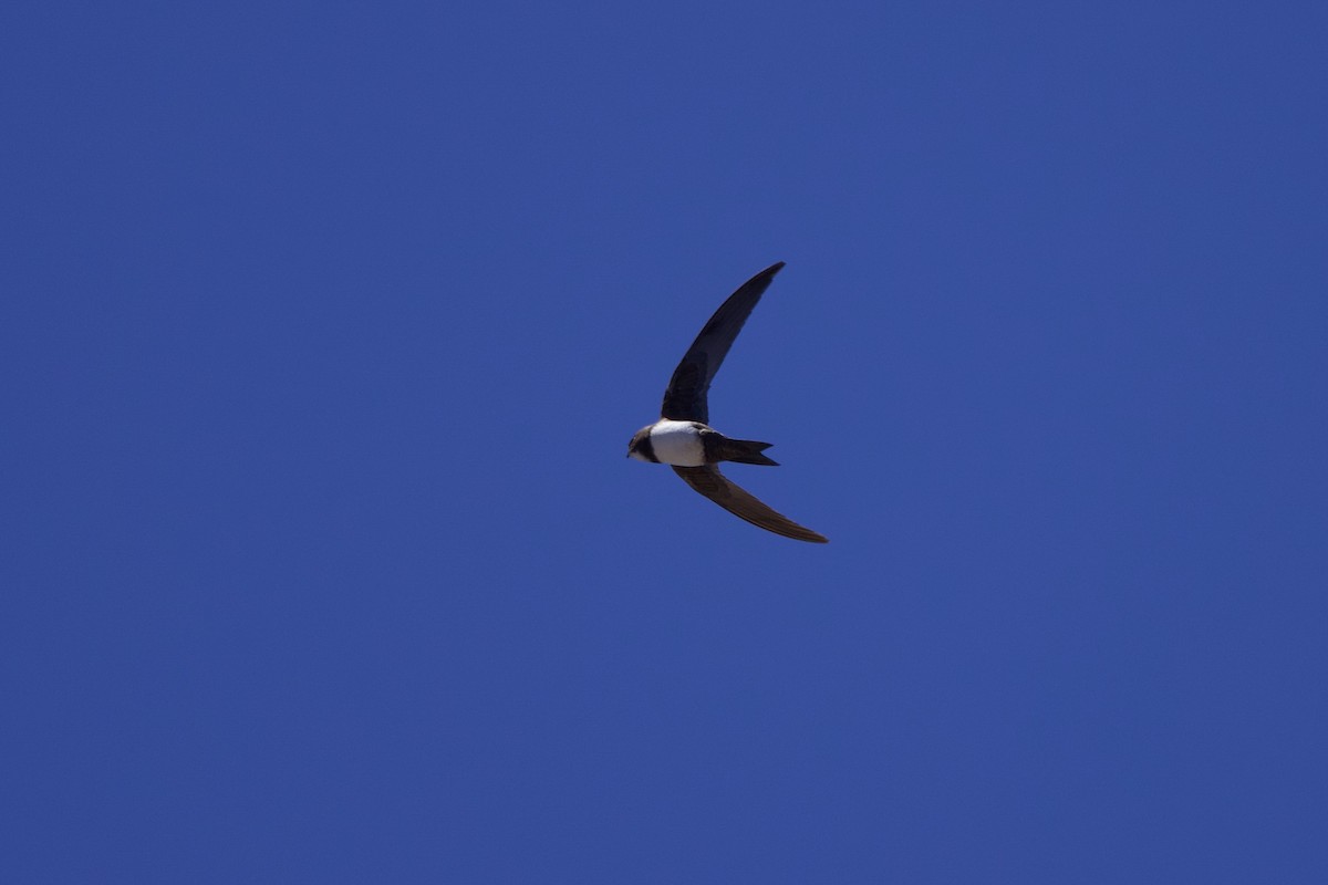 Alpine Swift - ML637604736