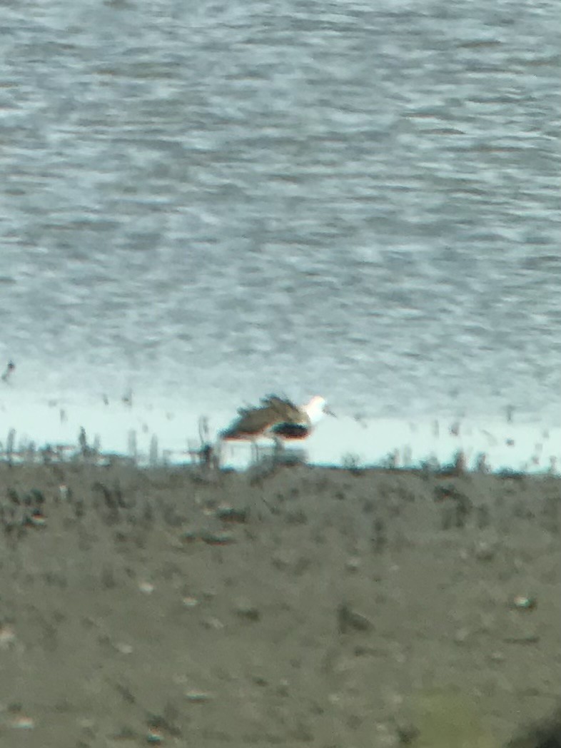 Ruff - ML637604774