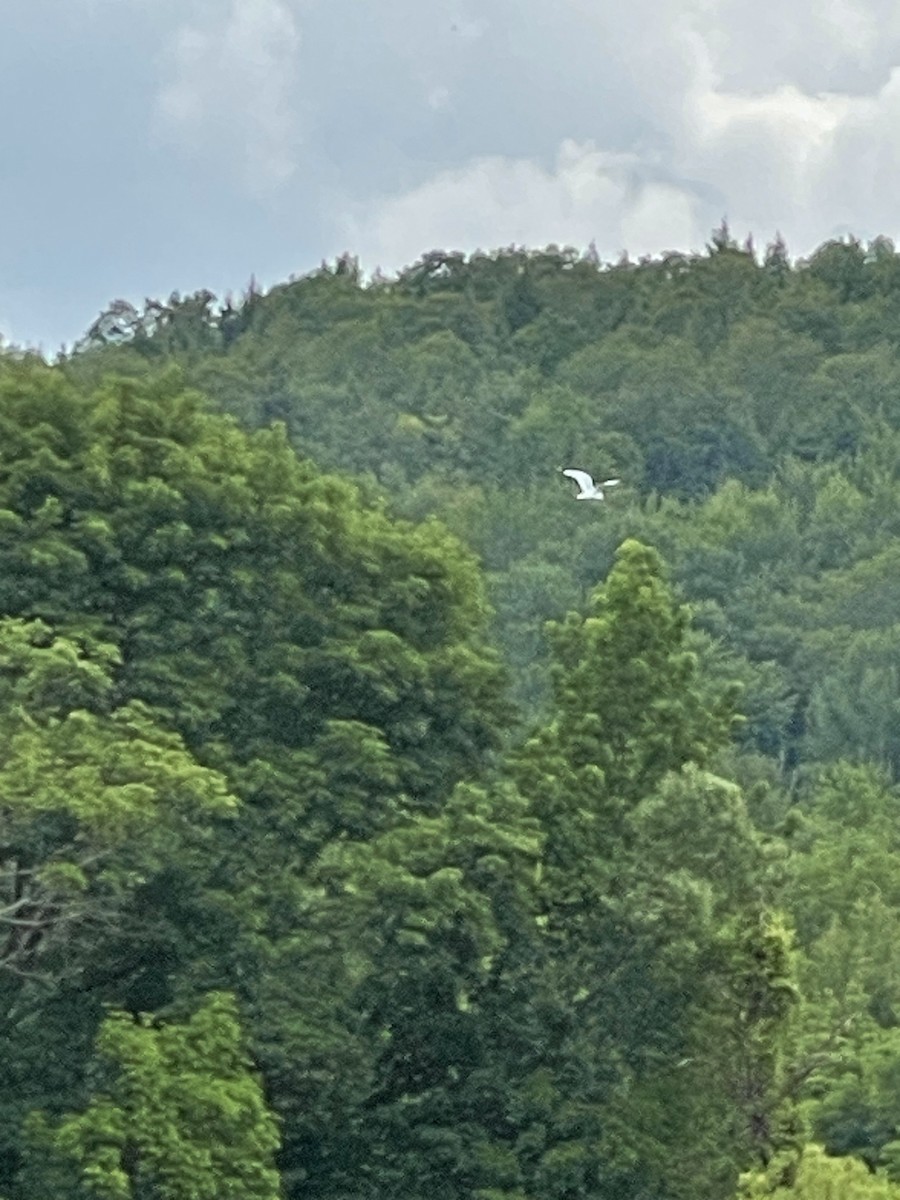 American Herring Gull - ML637604835