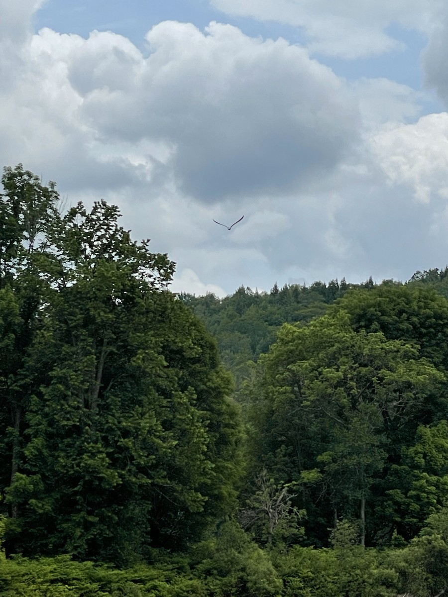 American Herring Gull - ML637604836