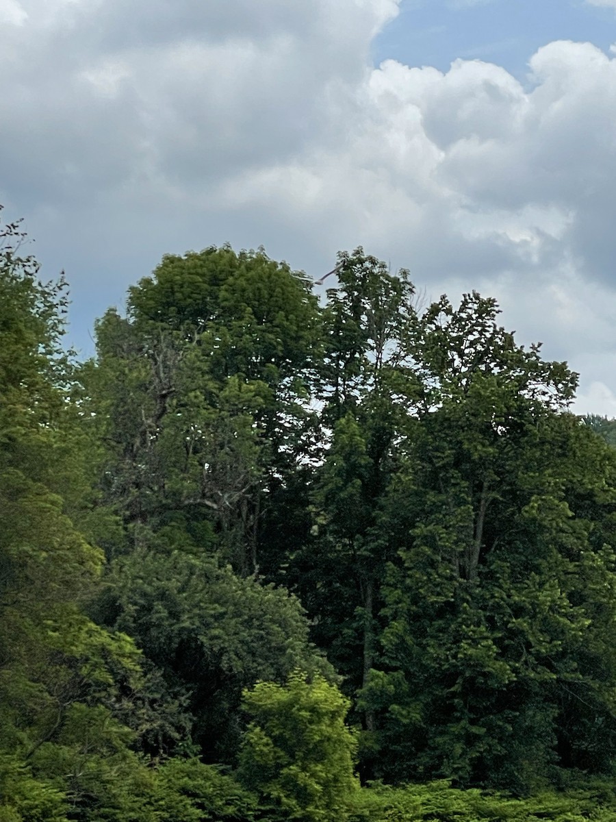 American Herring Gull - ML637604838