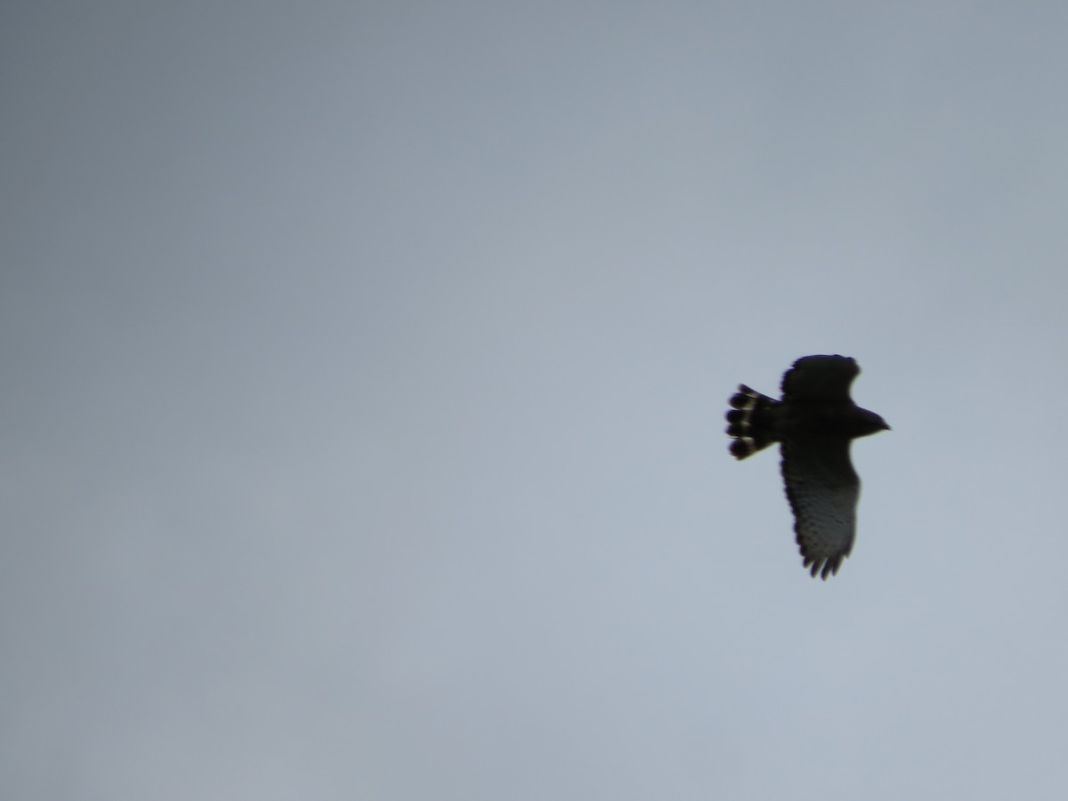 Broad-winged Hawk - ML637604853