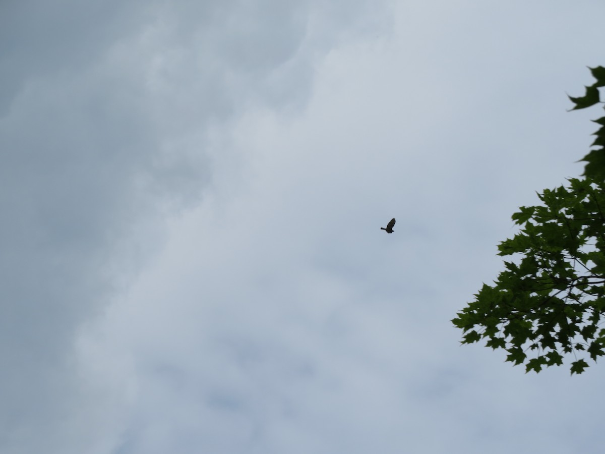 Broad-winged Hawk - ML637604854