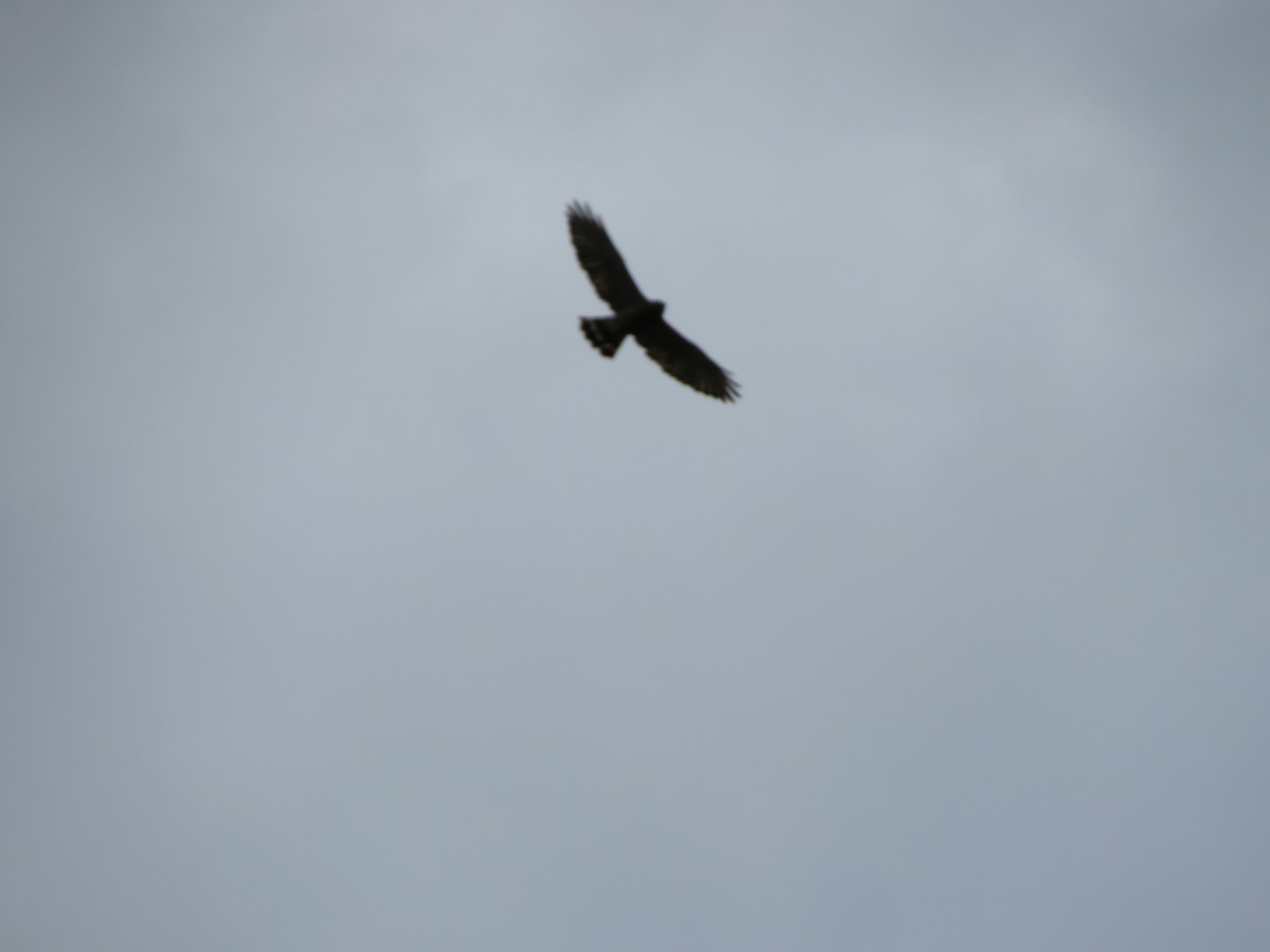 Broad-winged Hawk - ML637604855