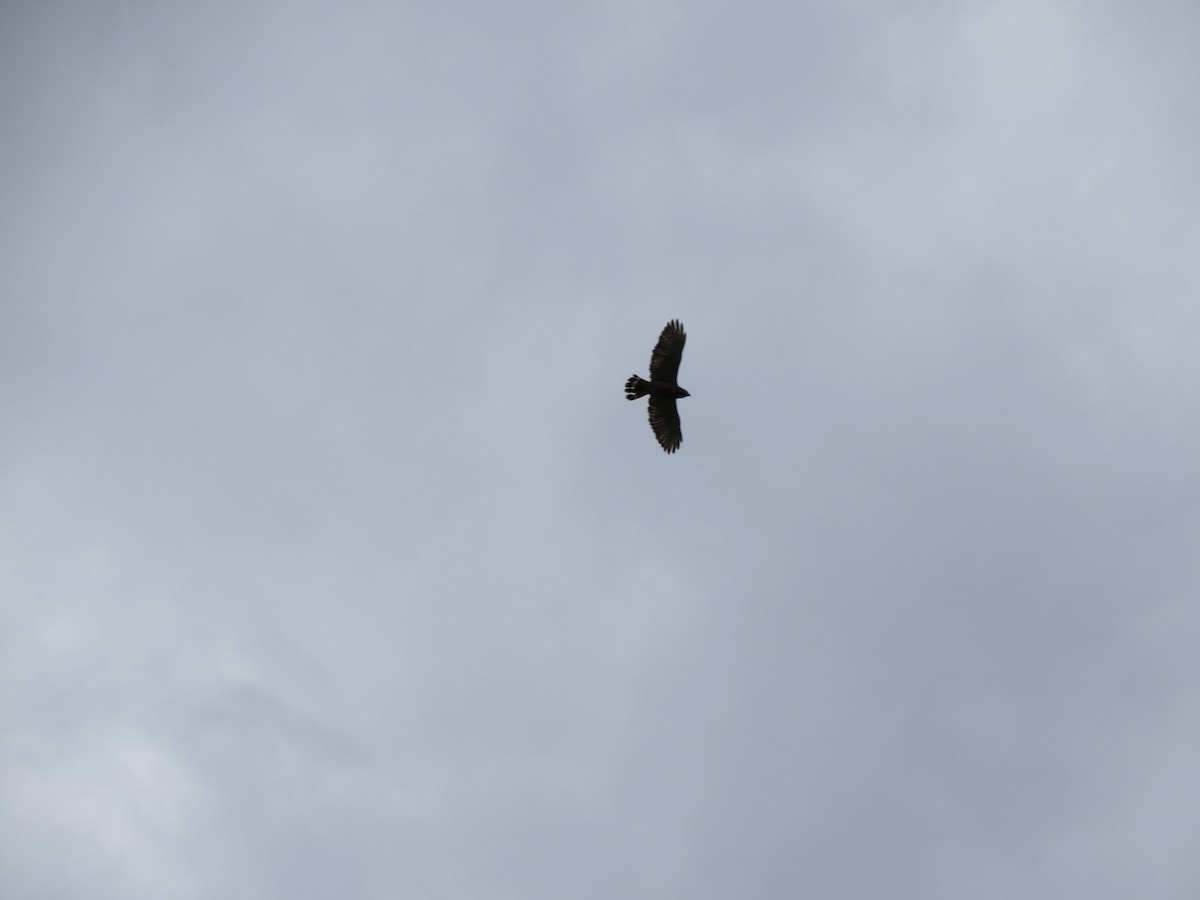 Broad-winged Hawk - ML637604856