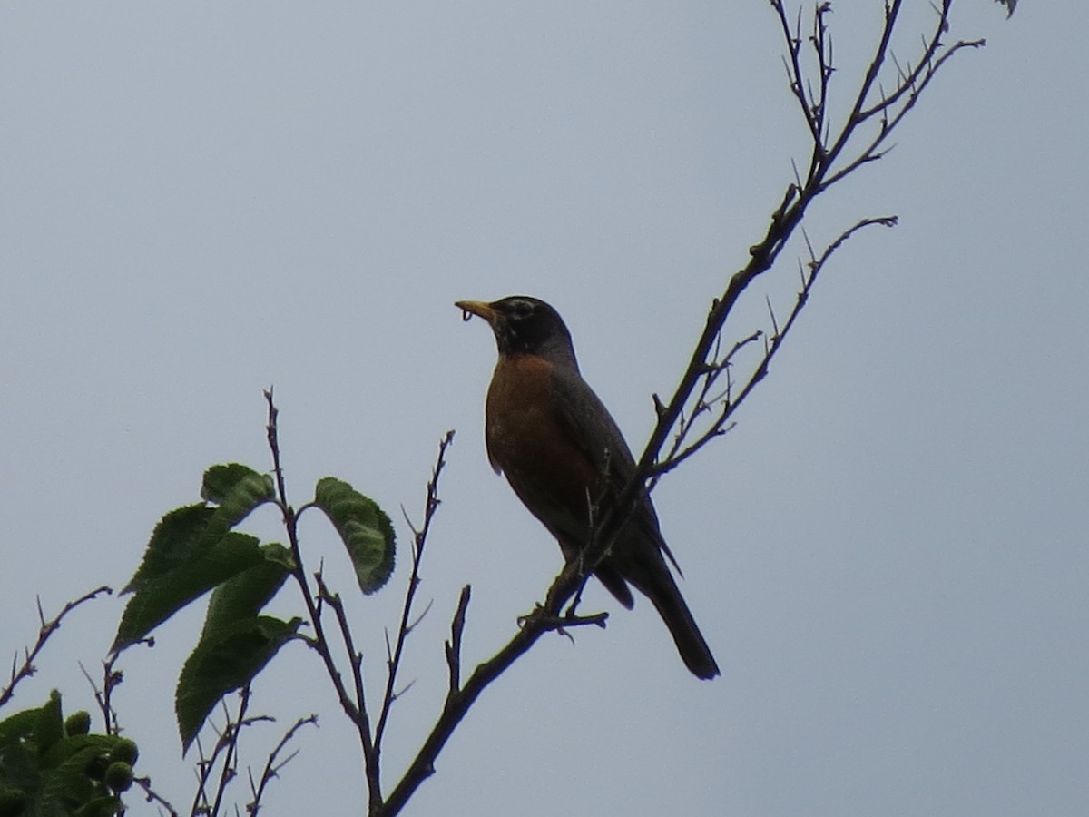 American Robin - ML637604870