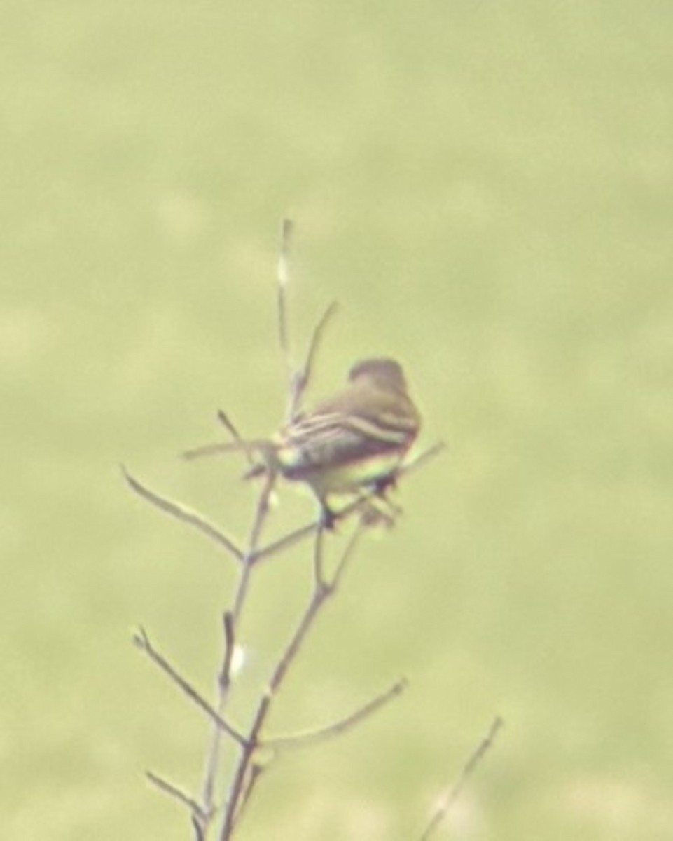 Willow Flycatcher - ML637605016