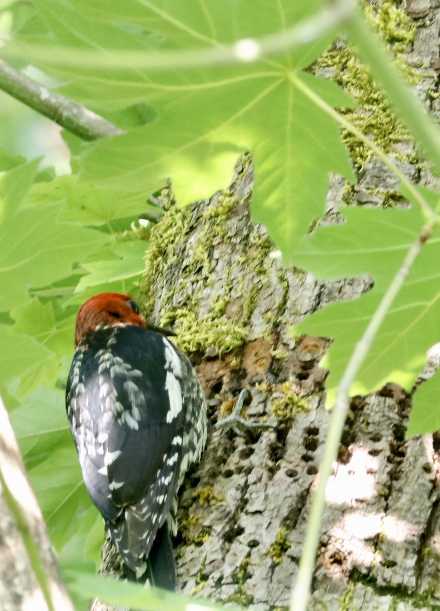 Red-breasted Sapsucker - ML637605076