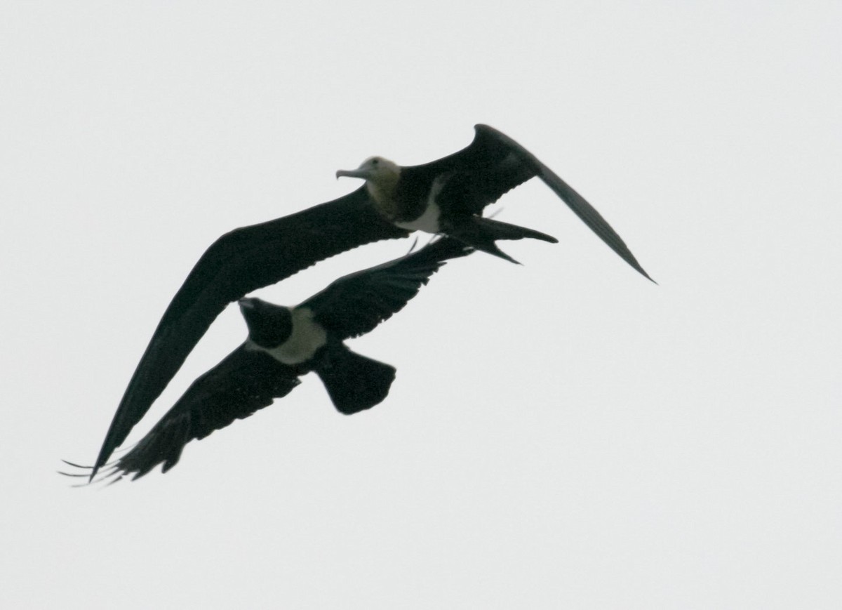 Lesser Frigatebird - ML637605145