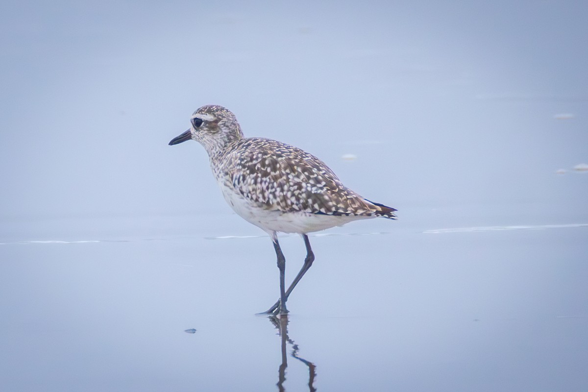 Black-bellied Plover - ML637605146