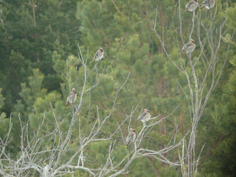 Bohemian Waxwing - ML637605160
