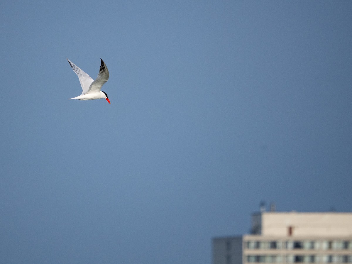 Caspian Tern - ML637605161