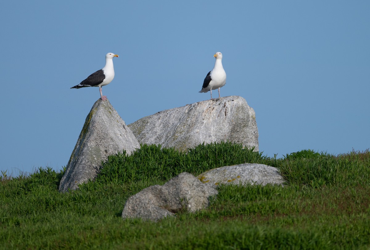 Great Black-backed Gull - ML637605170