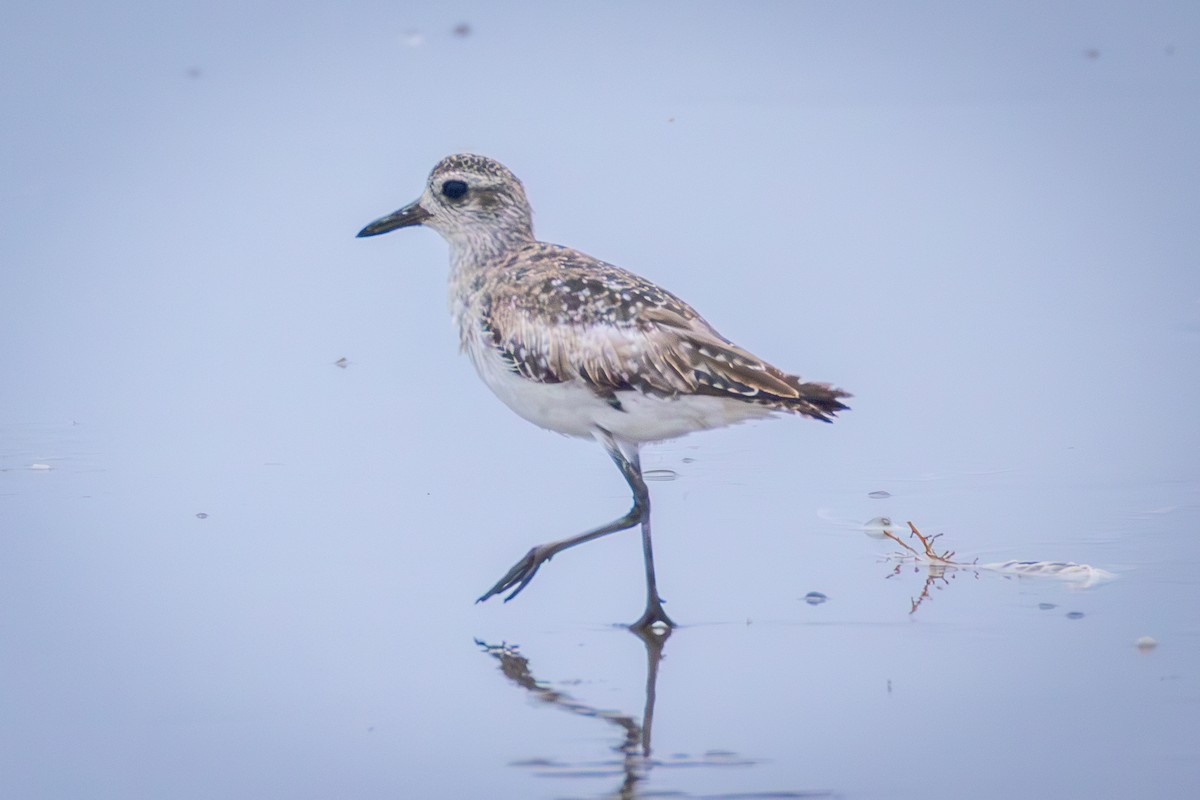 Black-bellied Plover - ML637605199