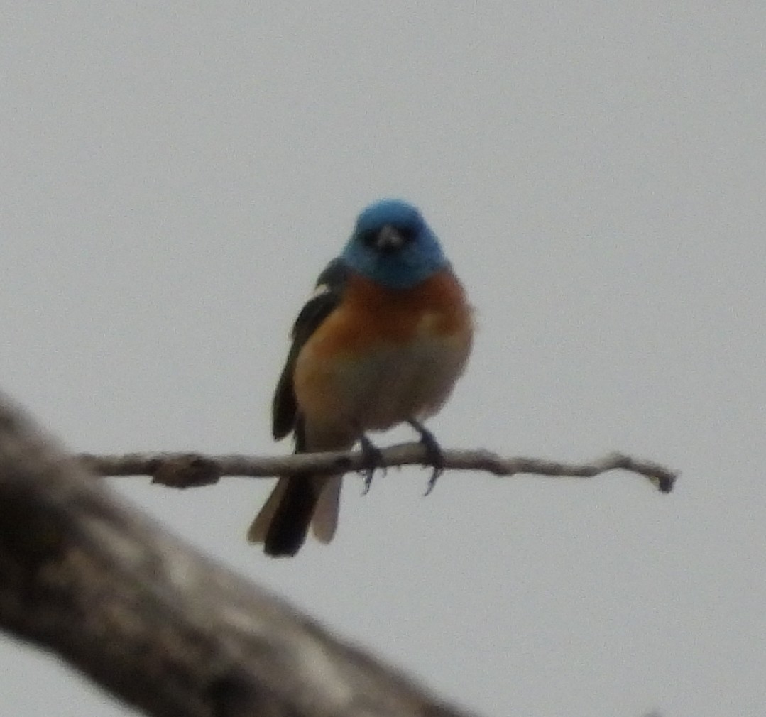 Lazuli Bunting - ML637605202