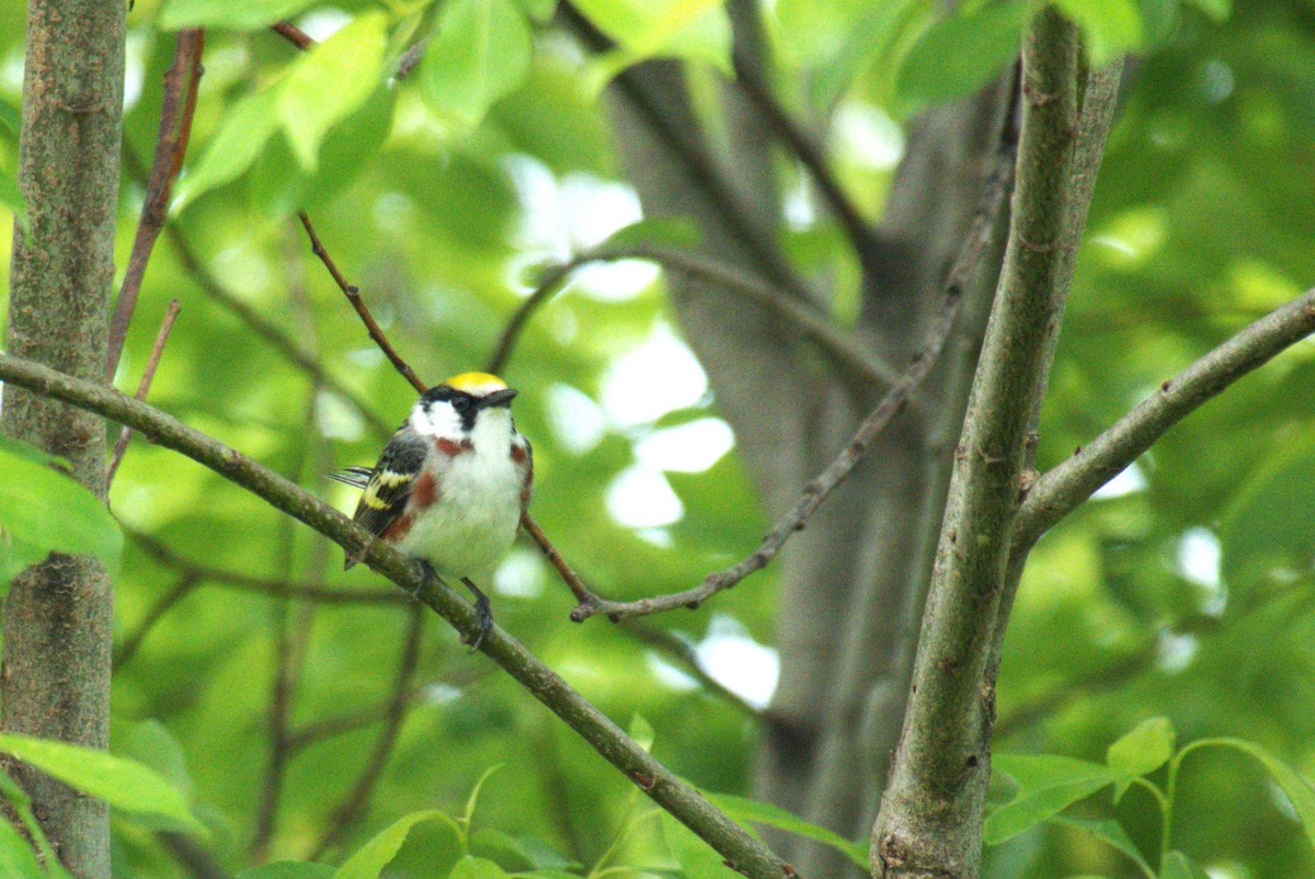 Chestnut-sided Warbler - ML637605216