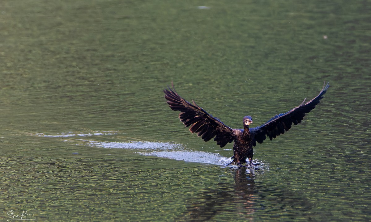 Little Cormorant - ML637605219