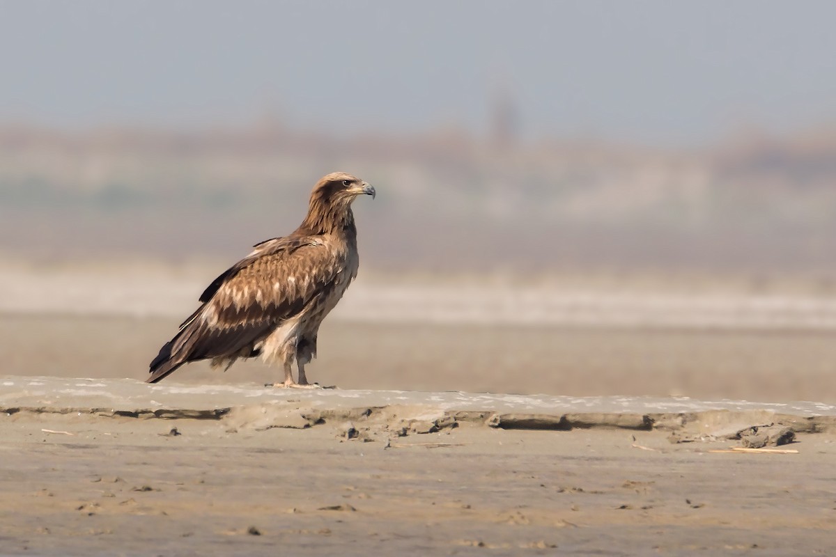 Pallas's Fish-Eagle - ML637605243