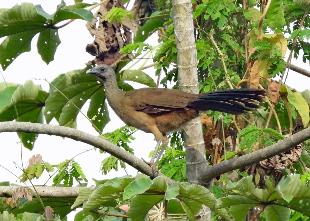 Plain Chachalaca - ML637605252