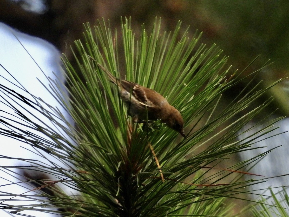 Pine Warbler - ML637605255