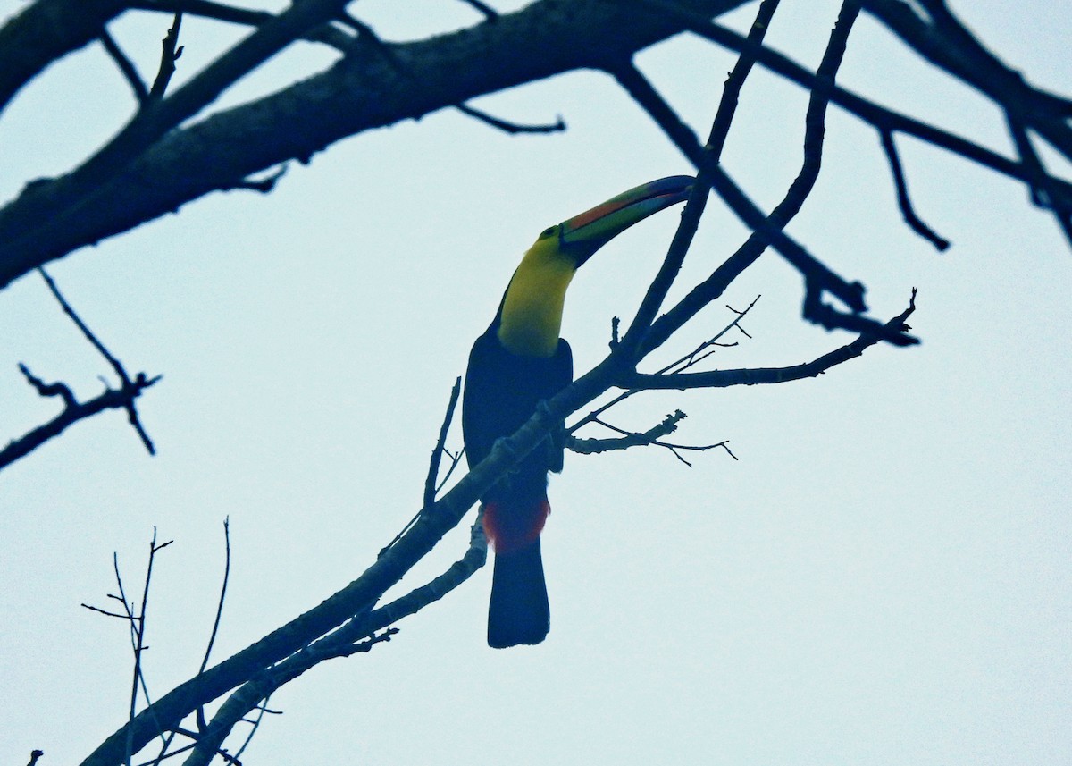 Keel-billed Toucan - ML637605270