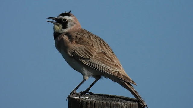 Horned Lark - ML637605278