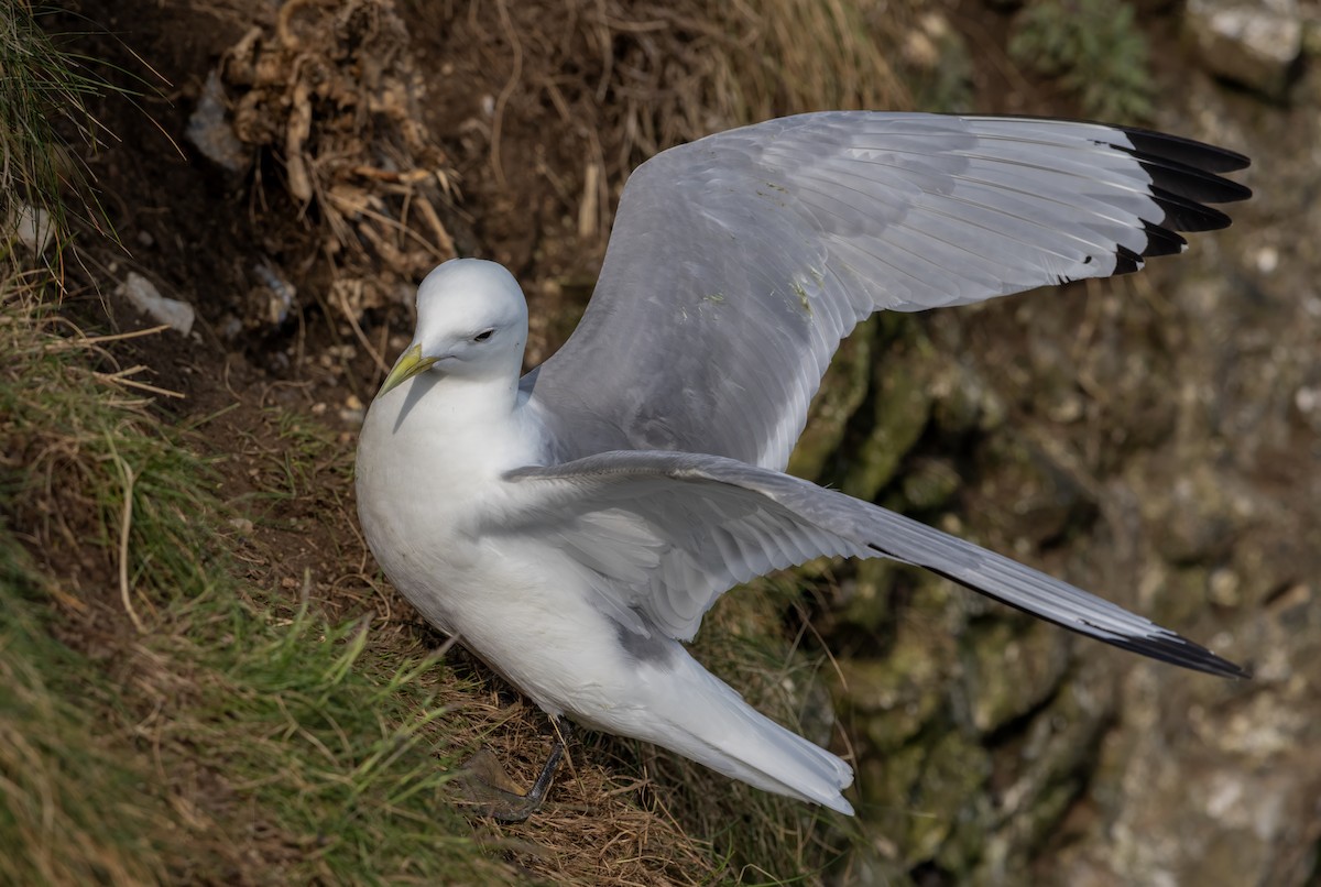 Black-legged Kittiwake - ML637605282