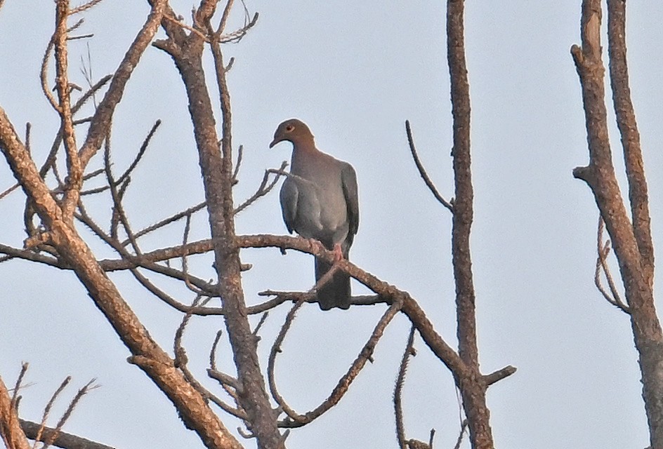 Scaly-naped Pigeon - ML637605307