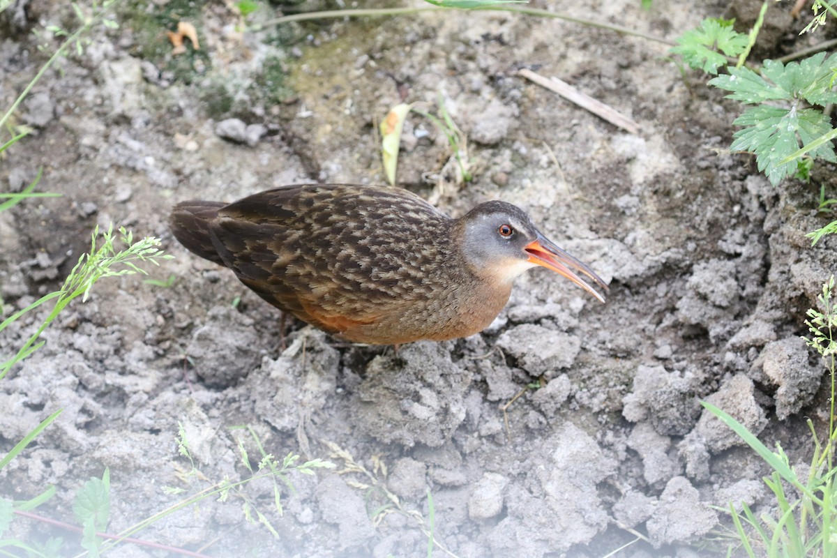 Virginia Rail - ML637605317