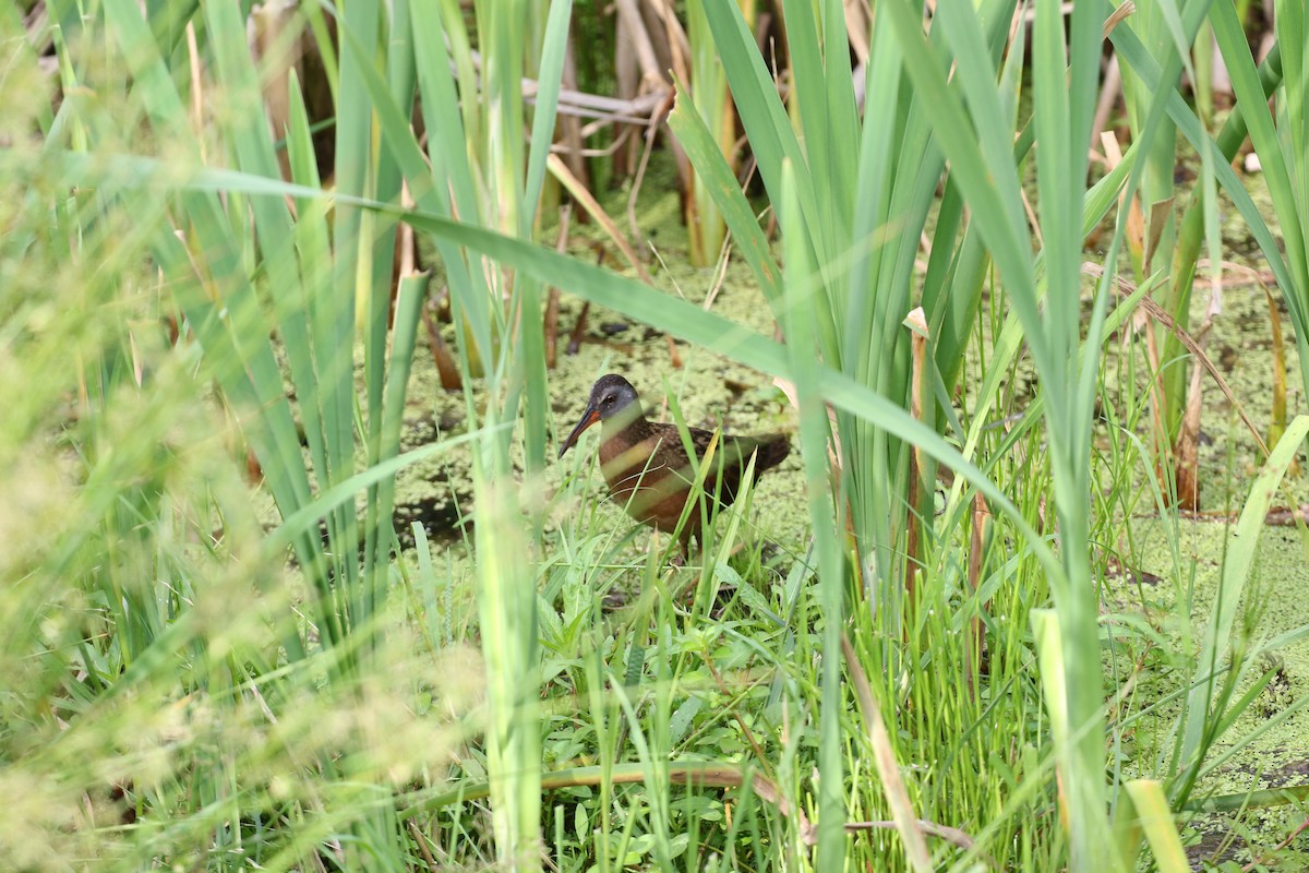 Virginia Rail - ML637605318