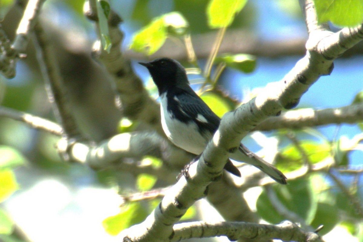 Black-throated Blue Warbler - ML637605321