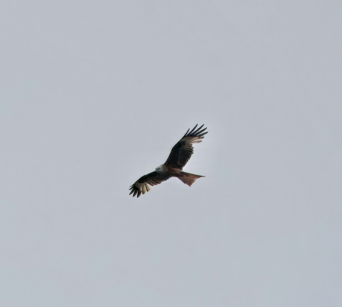 Red Kite - ML637605366