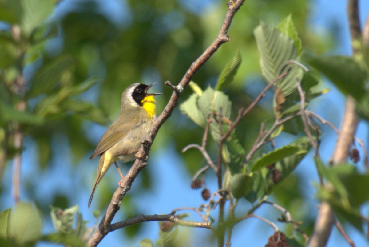 Common Yellowthroat - ML637605373
