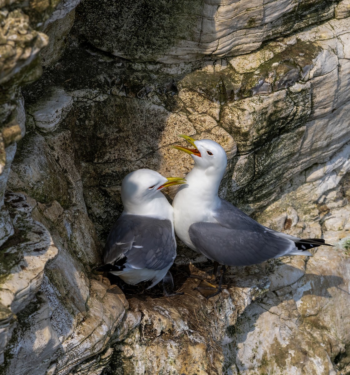 Black-legged Kittiwake - ML637605378