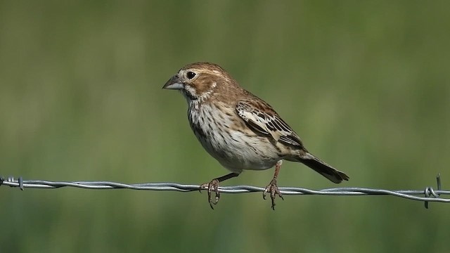 Lark Bunting - ML637605393