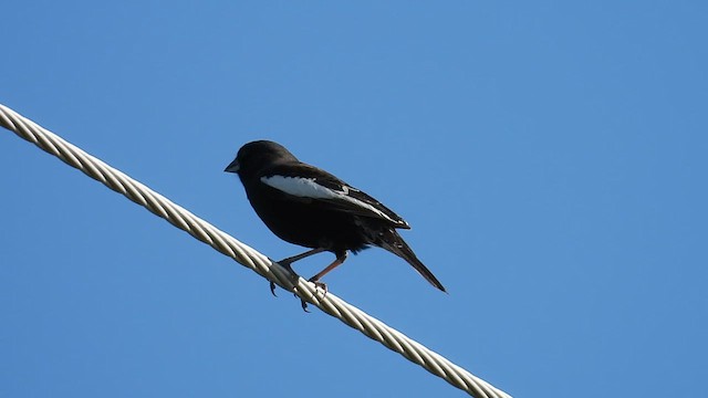 Lark Bunting - ML637605400