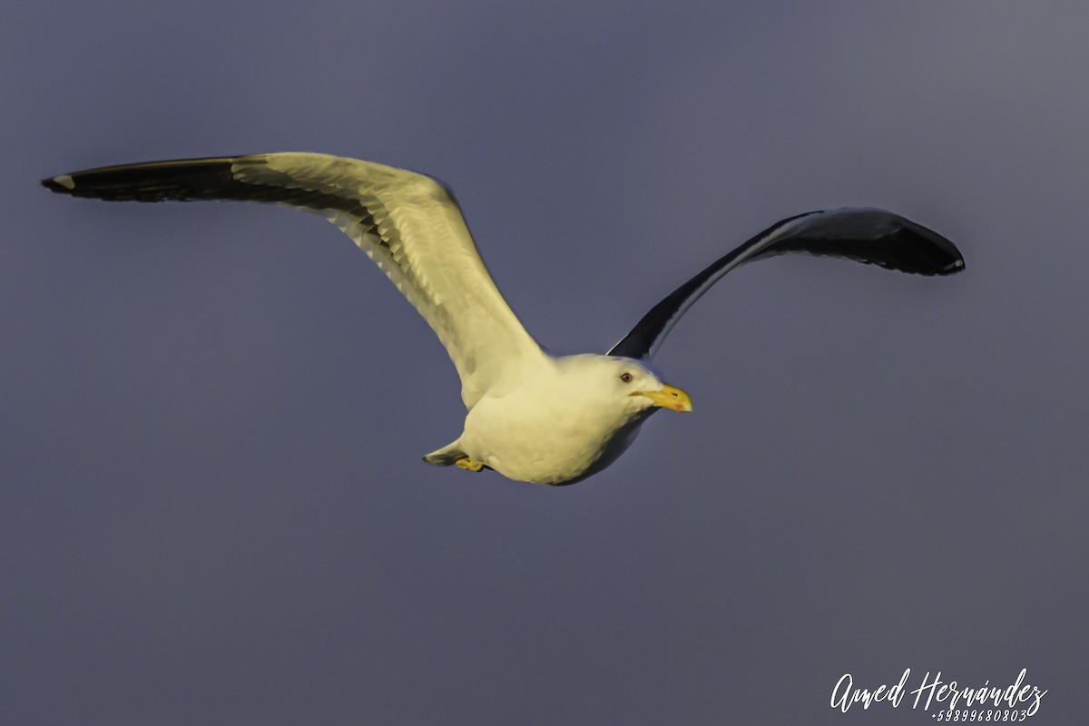Kelp Gull - ML637605437
