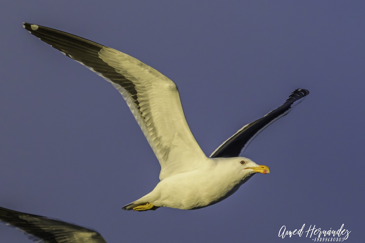 Kelp Gull - ML637605439