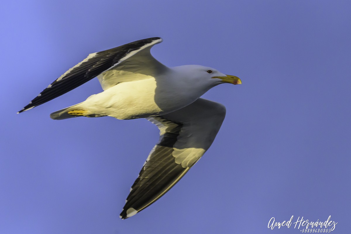 Kelp Gull - ML637605445