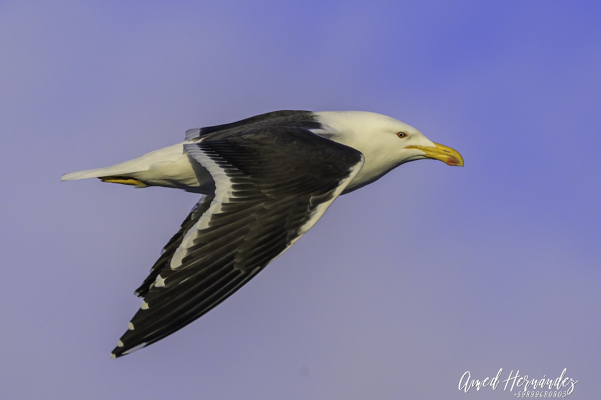 Kelp Gull - ML637605450
