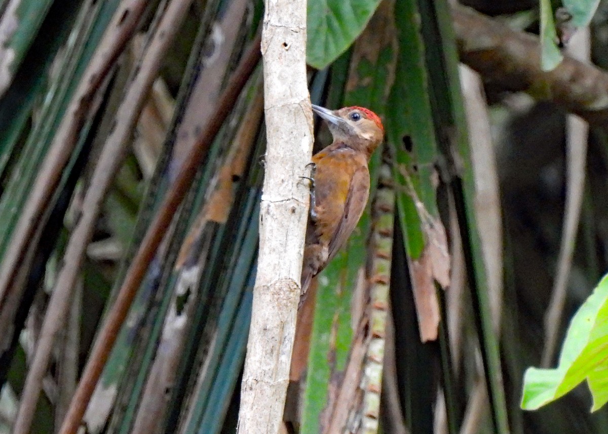 Smoky-brown Woodpecker - ML637605464