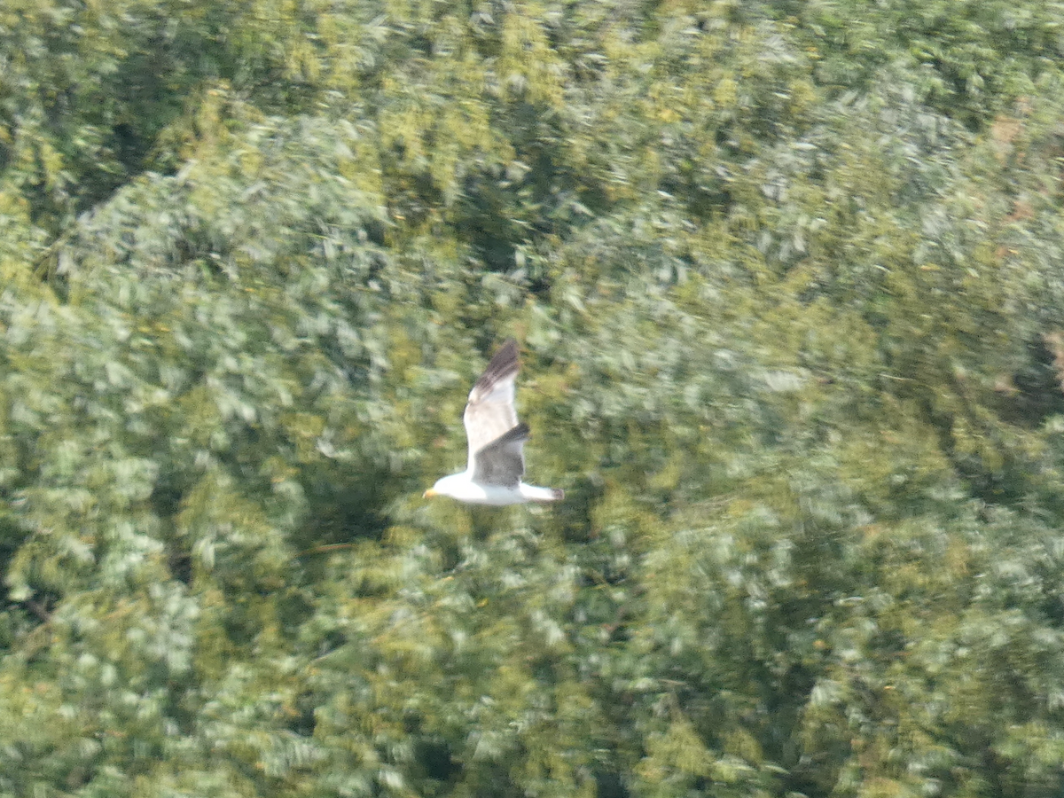 Yellow-legged Gull - ML637605467