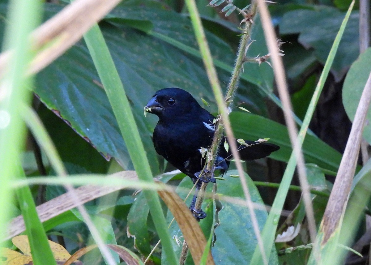 Variable Seedeater - ML637605504