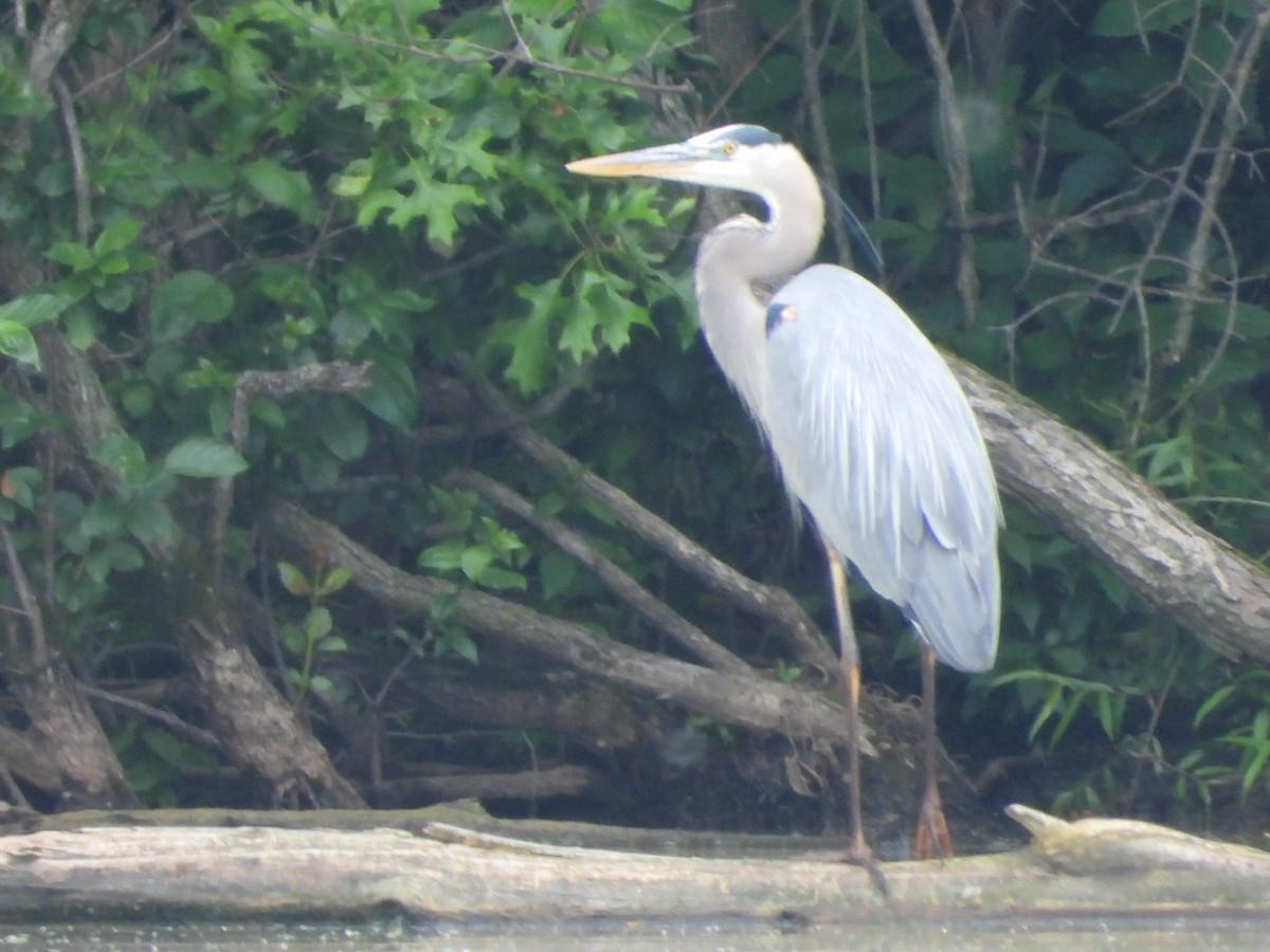 Great Blue Heron - ML637605536