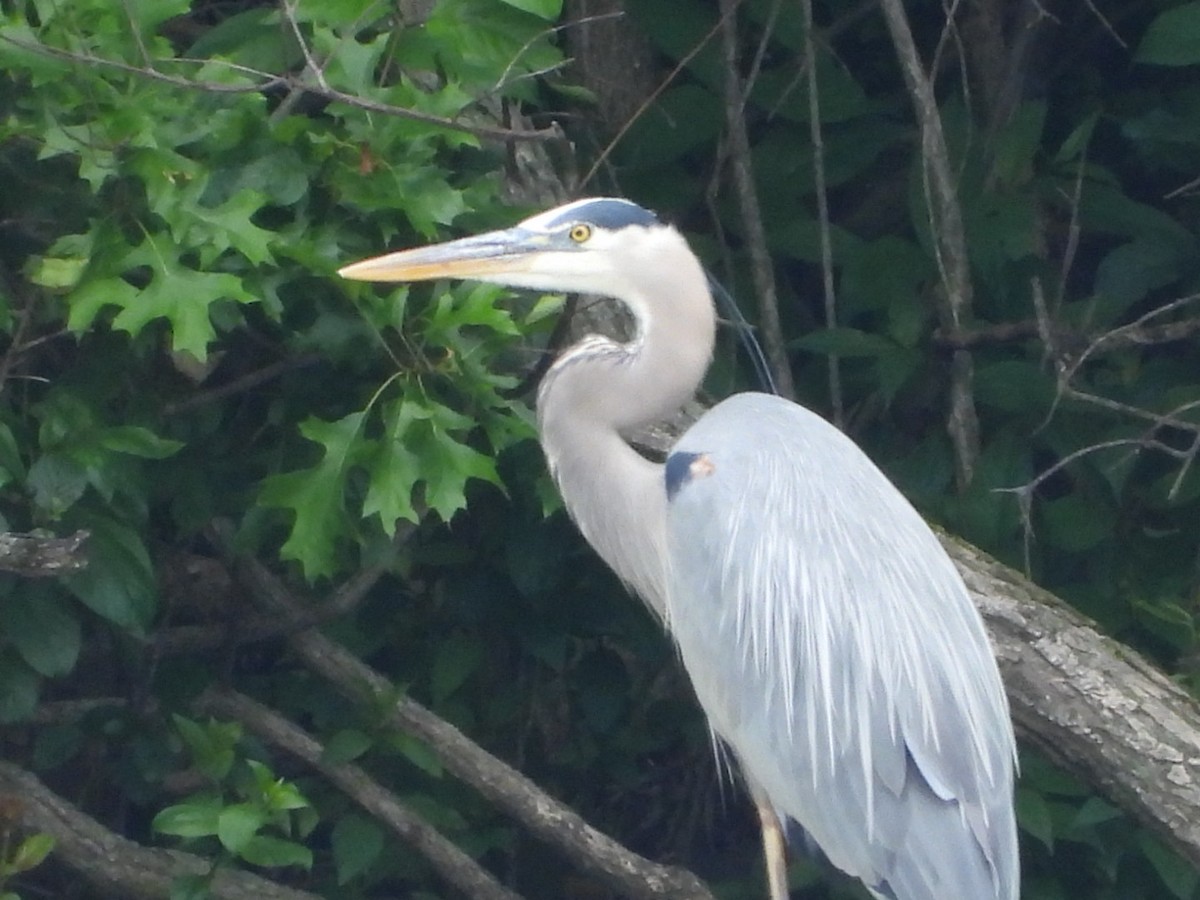 Great Blue Heron - ML637605537