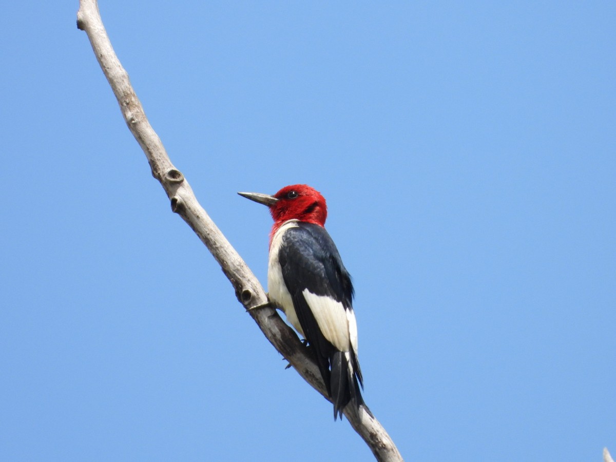 Red-headed Woodpecker - ML637605556