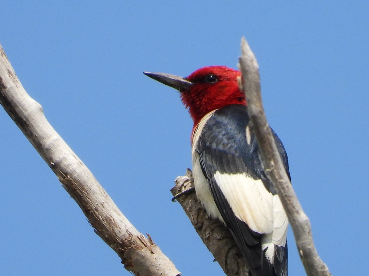 Red-headed Woodpecker - ML637605557